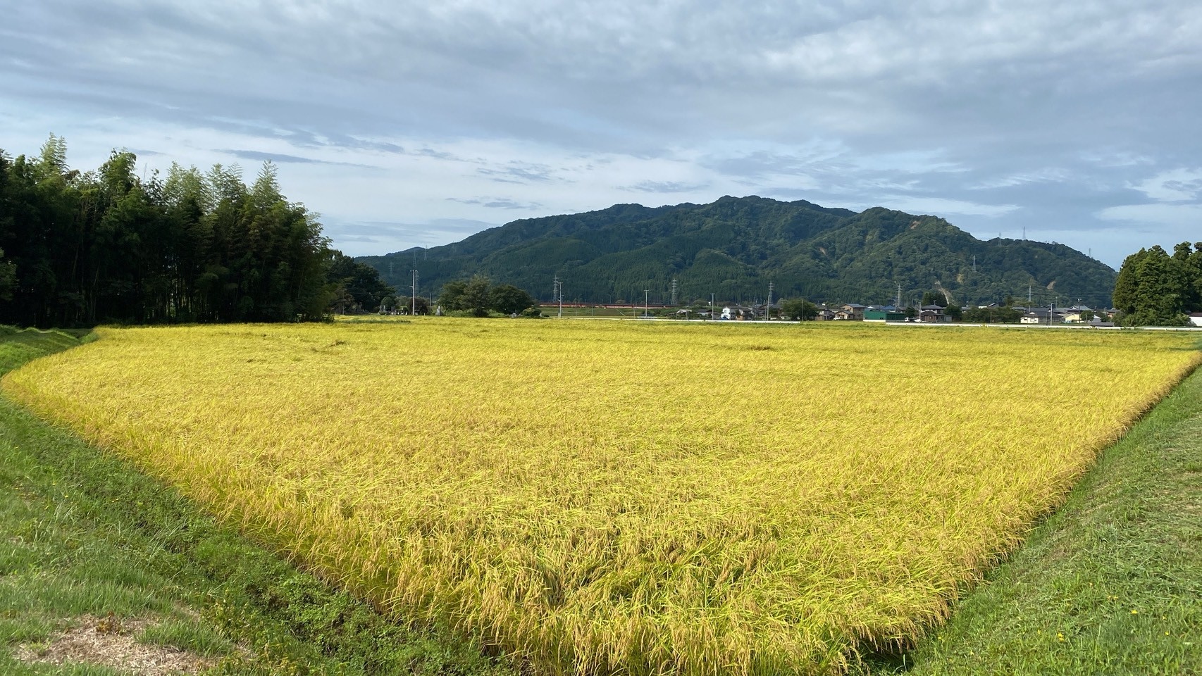 黄金色の稲穂と日本の原風景